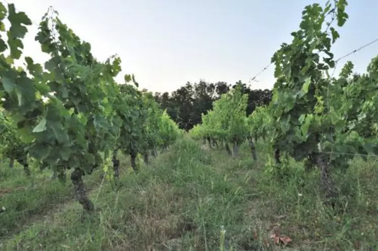 DANS CERTAINS VIGNOBLES,
LE RECOURS À L’ENHERBEMENT
SERA POSSIBLE. Mais tel ne
sera pas le cas ailleurs d’où cette
proposition formulée dans ce
rapport de combiner spatialement
et temporellement les différentes
pratiques d’entretien du sol