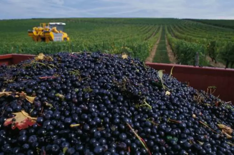 Les vins de pays du Comté Tolosan et ceux des Bouches du Rhône voulaient changer de peau en adoptant une nouvelle dénomination. S’appuyant sur la réglementation des appellations d’origine, France Agri Mer a refusé.