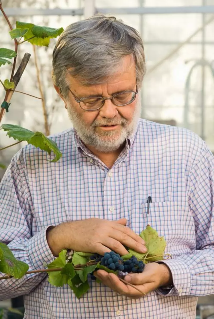 L’obtention d’un cépage résistant à l’herbicide 2,4-D pourrait permettre de maintenir une filière viticole dans les états américains du middle ouest où cet herbicide fatal à la vigne est couramment utilisé en culture céréalière