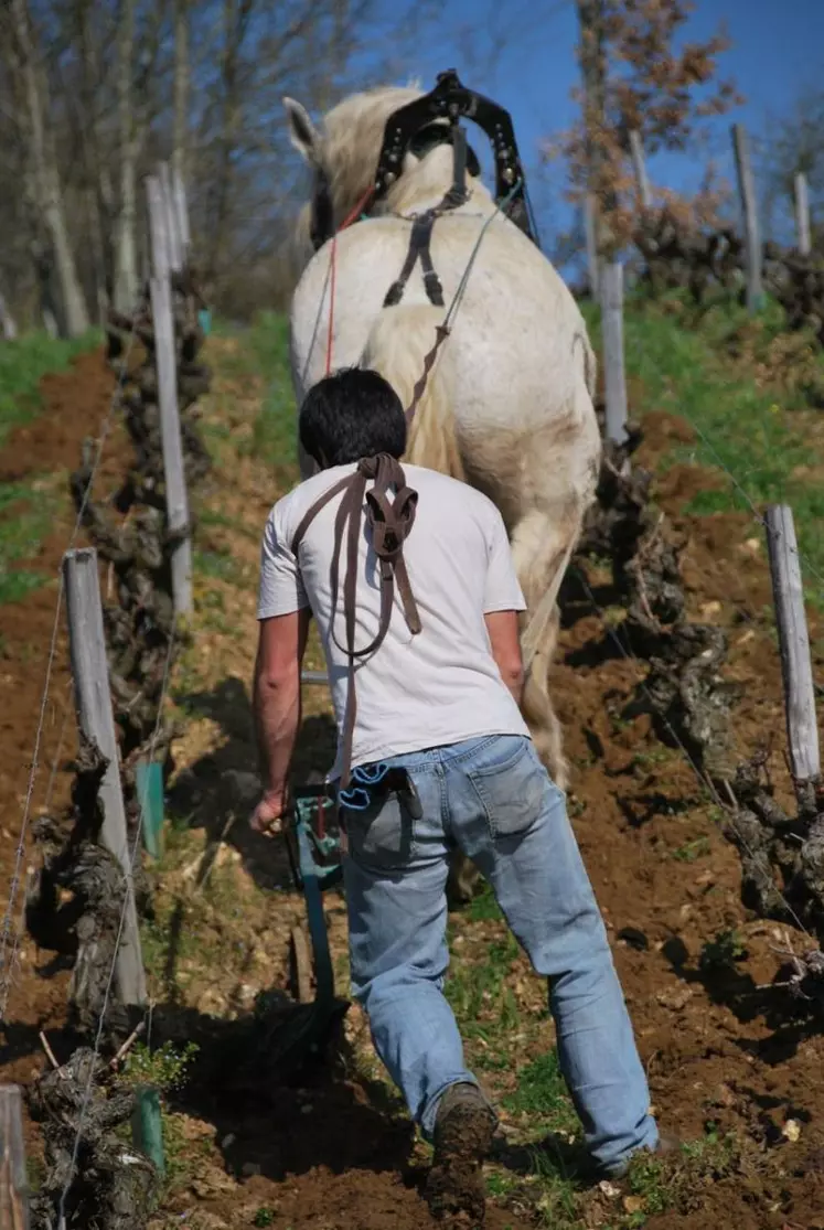 Devant l'intérêt des vignerons du Val de Loire pour la viticulture biologique, le lycée viticole d'Amboise leur propose désormais un certificat de spécialisation dans ce type de production