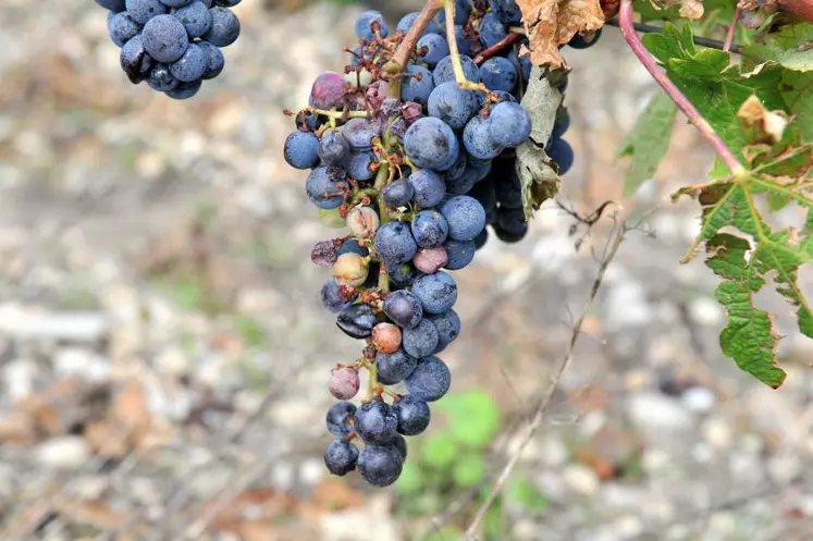 La grêle de 2013 a laissé environ un millier de vignerons bordelais dans une situation économique très fragile, selon SOS Vignerons Sinistrés.