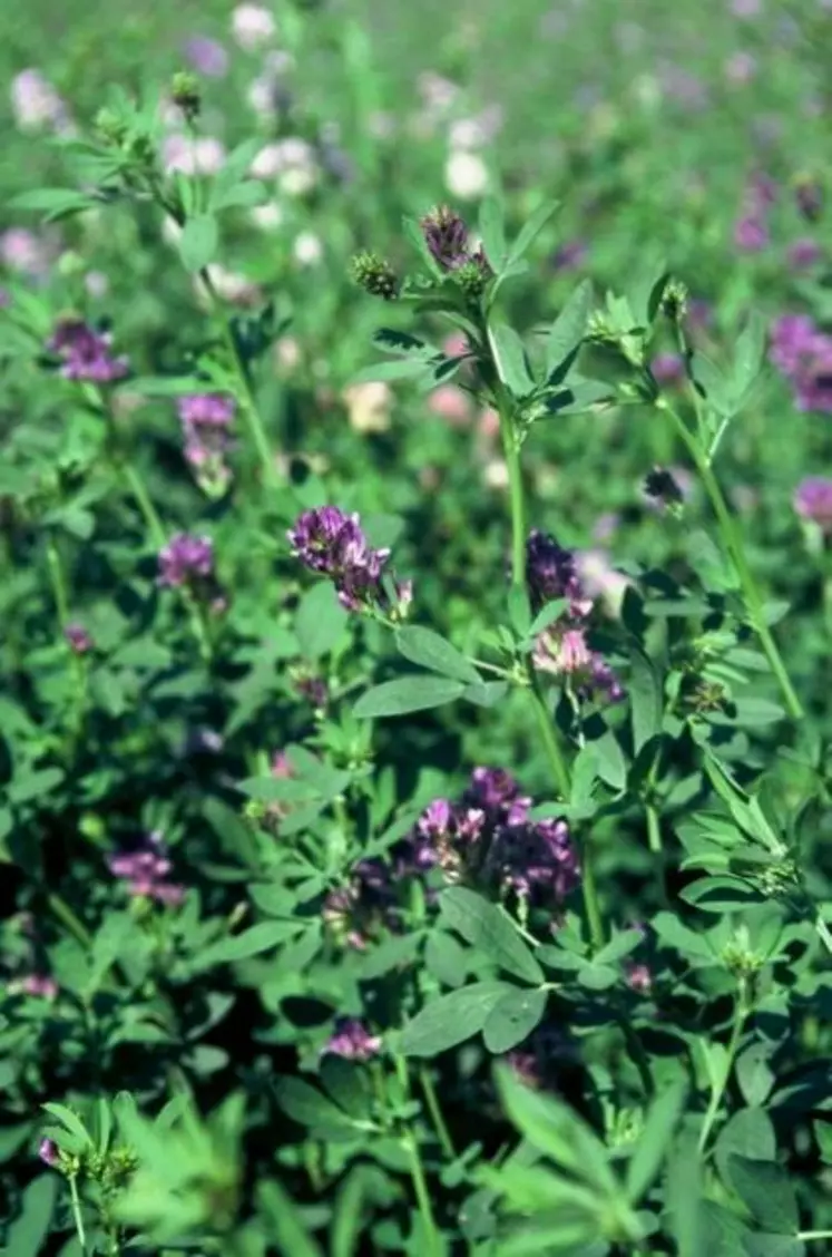 La luzerne fait partie des plantes efficaces pour tuer les nématodes entre deux plantations.