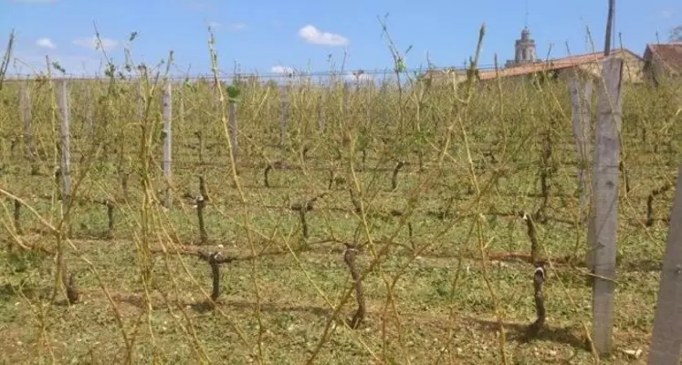 Les grêles de l'été 2013 ont été dévastatrices.