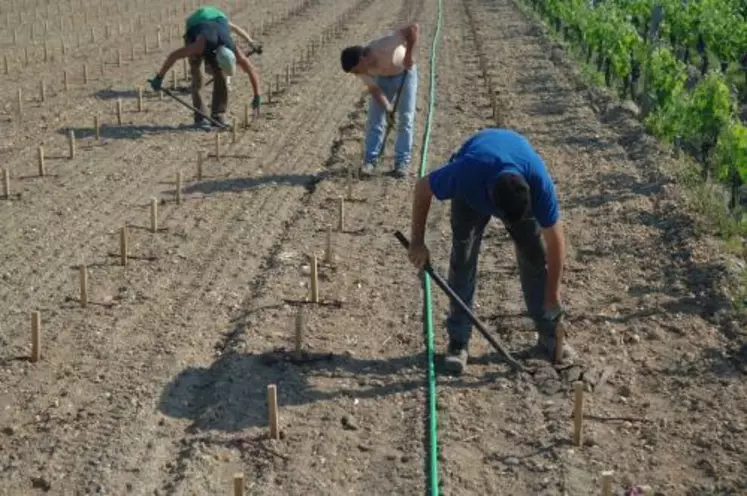 PLANTATIONS DANS LE BORDELAIS.
La députée de la Marne, Catherine
Vautrin, a lancé un pavé dans la mare
en proposant de confier aux
interprofessions la gestion
des droits de plantation