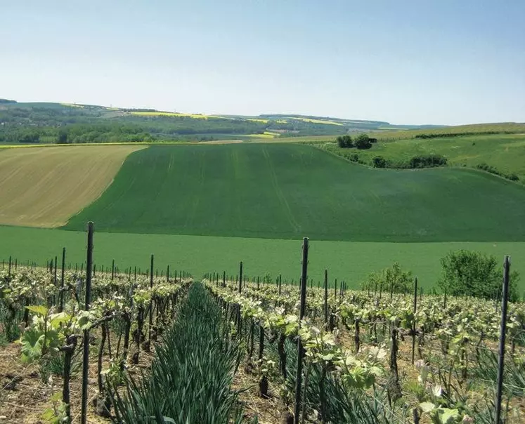 En Champagne : bande désherbée sous le rang de vigne et blé entre les rangs.