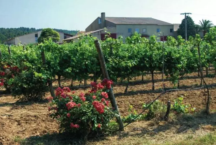 Pech Rouge est un des sites envisagés pour accueillir le transfert des 7000 plants conservés
sur le domaine de Vassal.