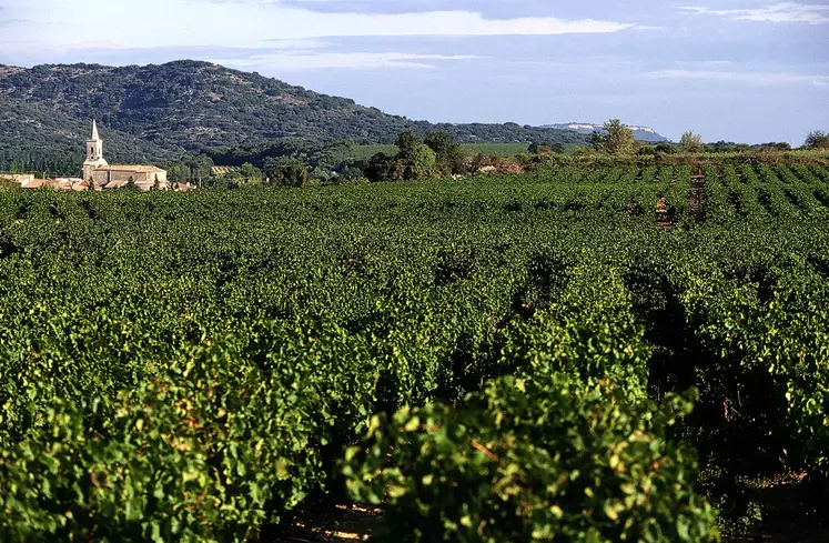 Vignoble côte du Rhône
