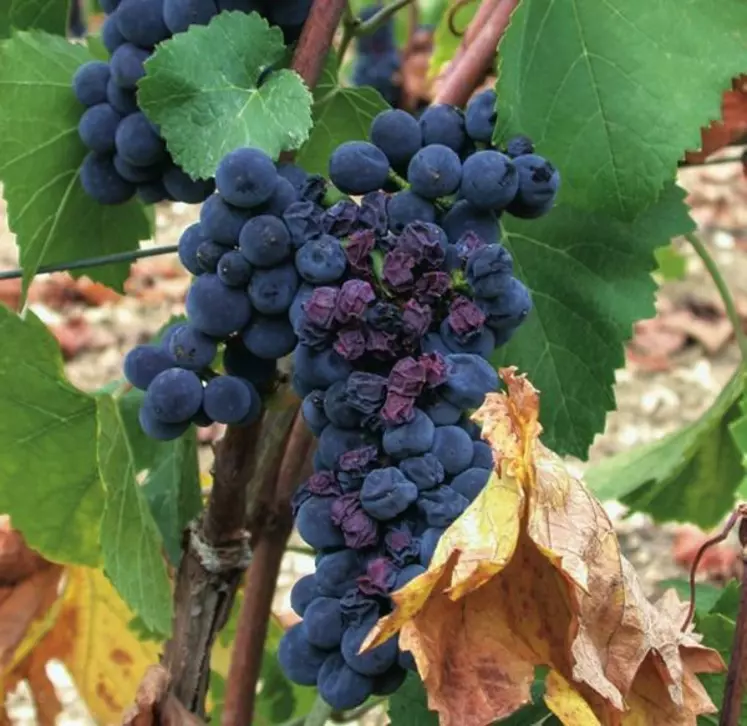 Pas besoin d’arriver à la chute des feuilles et au flétrissement des baies pour constater un stress hydrique de la vigne : des outils précis existent.