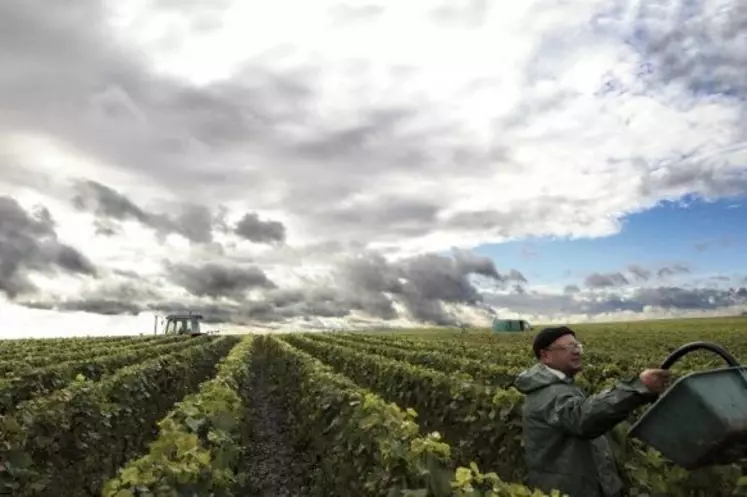 " Depuis 2000 ans, la viticulture s’est constamment adaptée et cela va continuer. Mais ce qui est nouveau, c’est la vitesse du changement climatique, " estime Jean-Marc Touzard.