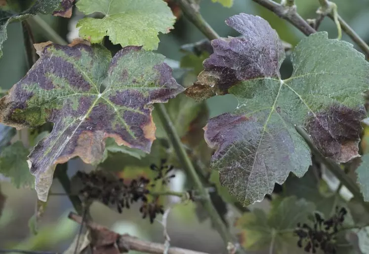 L'esca a touché 3,7% des ceps en 2011 dans la région du Centre Val de Loire.