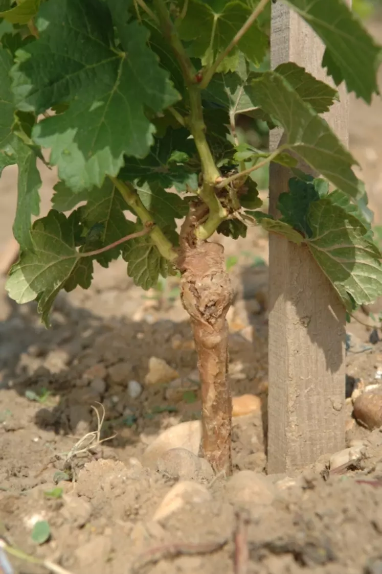 Les vignrons Bio sont forcés d'utiliser des plants identiques à ceux uilisés en viticulture conventionnelle et qui ont, notamment, reçus des traitements contre la cicadelle, interdits  en viticulture biologique.