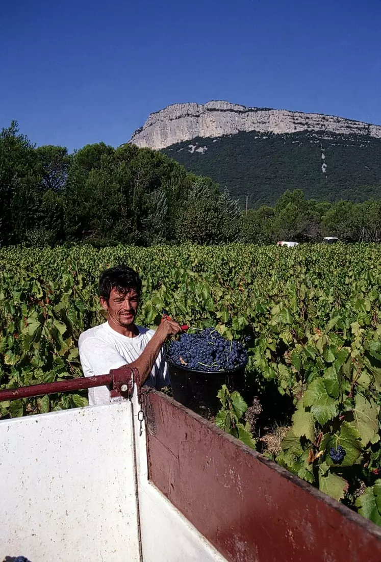 Les premiers pronostics de vendange en Languedoc-Roussillon sont optimistes.