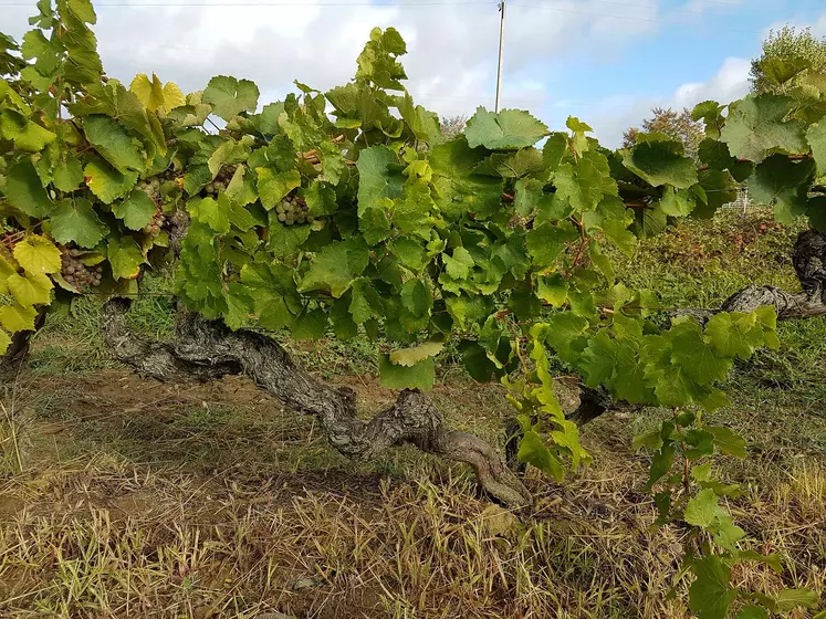 cépages découvert à Martres-Tolosane