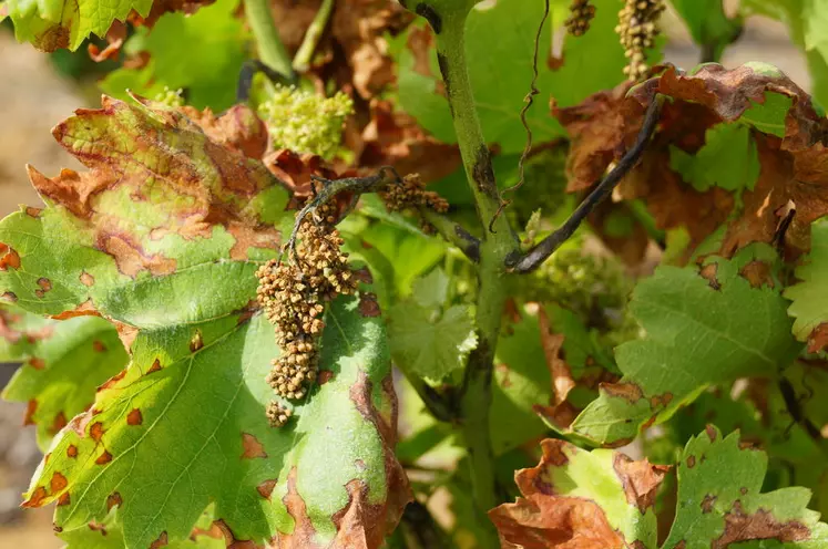 Protection fongicide vigne 2024 : du nouveau chez ADAMA : Le fongicide  VINERGY® réduit l'IFT dans la lutte anti-mildiou