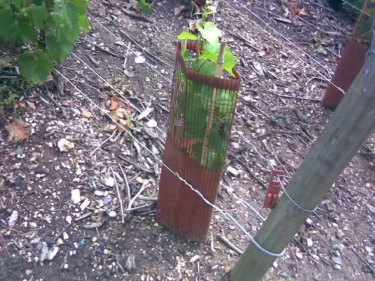 Ce plant de vigne Force 9 a été planté en décembre 2008 sur une parcelle prestigieuse du domaine Philipponnat en champagne