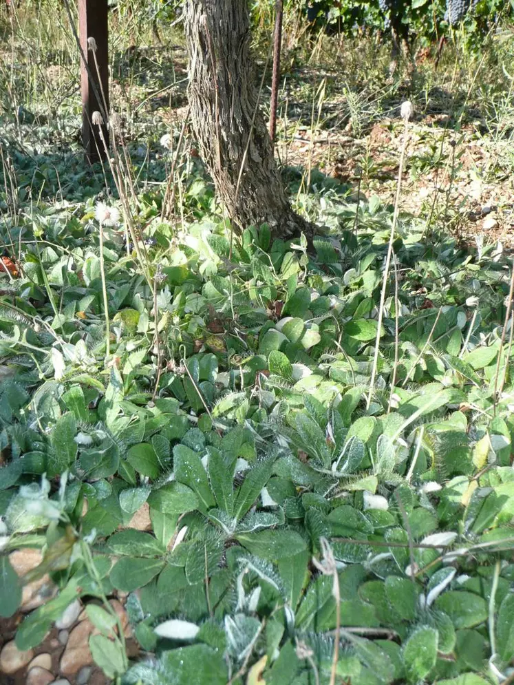 L’épervière piloselle couvre bien le sol.