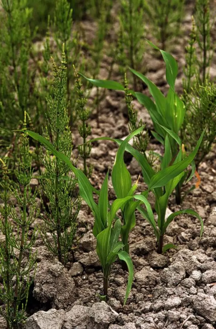 des études préliminaire réalisées par le laboratoire de chimie des biomolécules et de l’environnement de l’Université de Perpignan portant sur la prêle et le saule, deux plantes utilisées pour lutter contre les maladies fongiques, ont mis en effet en évidence une diversité de la matière première  et une variabilité très grande du contenu phytochimique de ces plantes.