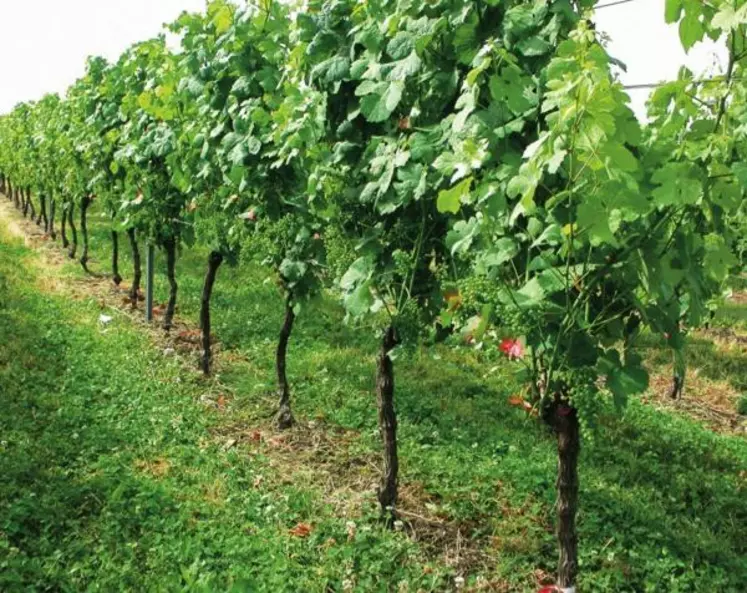 Outre son intérêt vis-à-vis du botrytis, l’effeuillage 
précoce blesse moins les grappes.