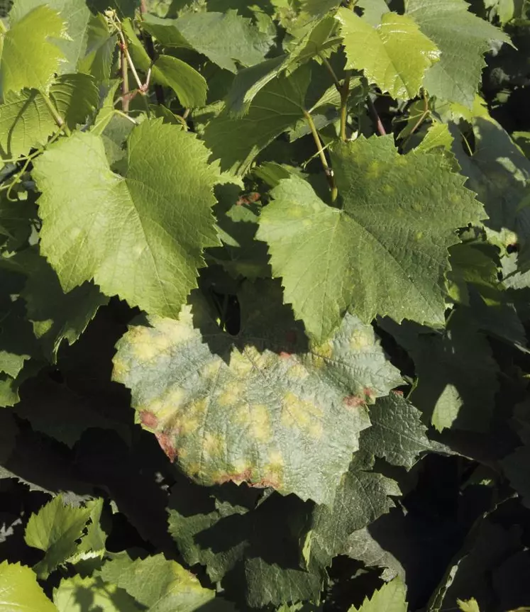 Contre le mildiou, les experts vignes recommandent d'être vigilents sur l'utilisation du cymoxanil.