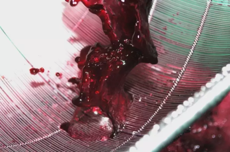L’utilisation combinée de l’enzyme Rapidase Maxifruit et de la levure Fermicru XL permet de stabiliser la couleur des vins rouges, et d’élaborer des vins fruités et ronds destinés au segment de cœur de marché dans les linéaires.
