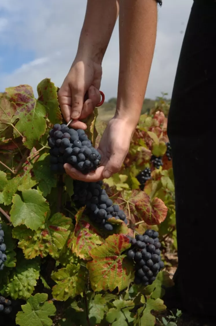 Le modèle prédictif de l'intensité colorante finale des vins primeurs pourra permettre au vinificateur d'orienter son itinéraire de vinification