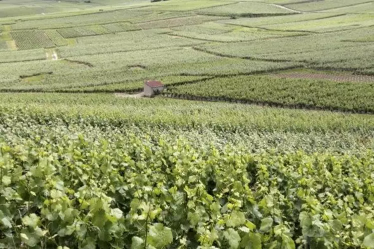 En Champagne, le morcellement parcellaire est important.