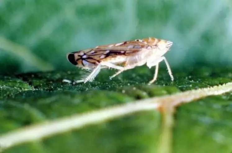 Cicadelle vectrice de la flavescence dorée de la vigne.