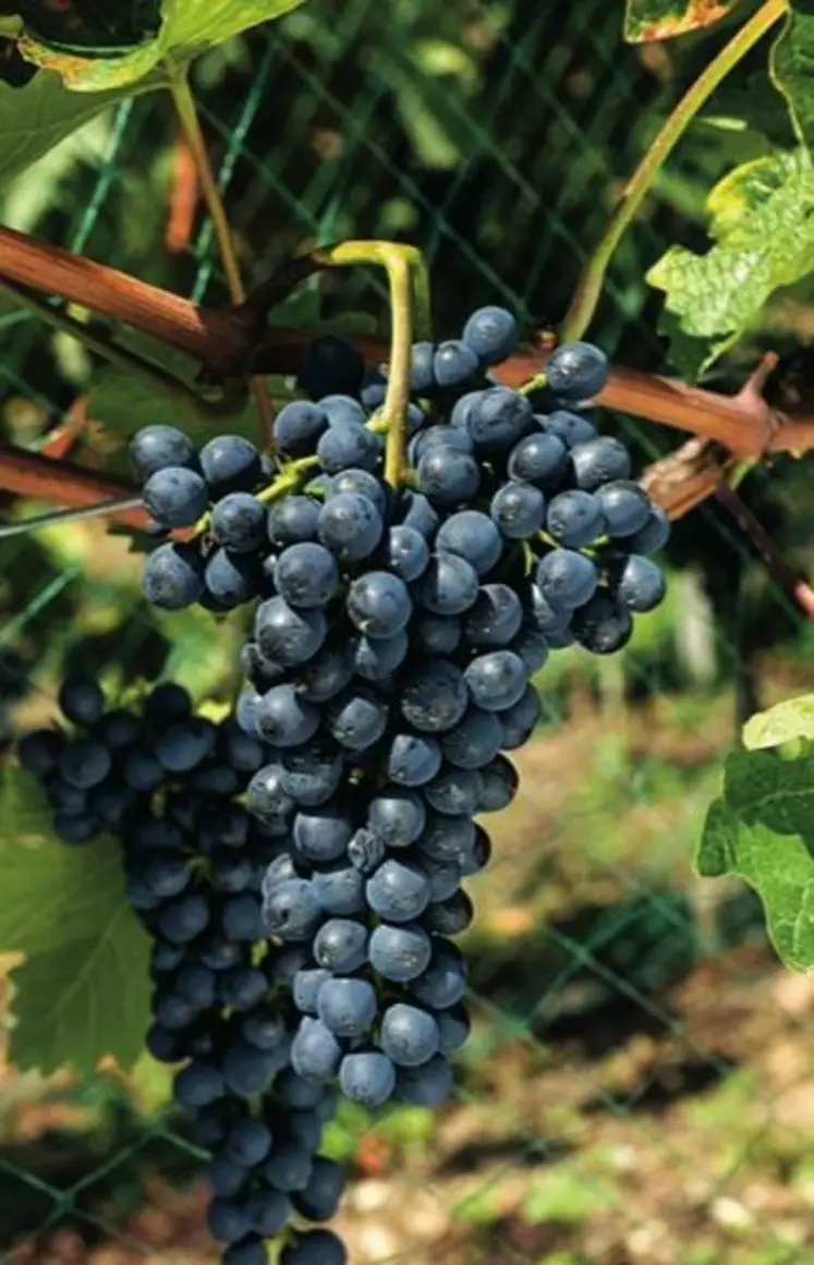Pour résister au mildiou, Divico synthétise des viniférines, dérivées du resvératrol. Ces composés, toxiques pour le pathogène, et que l’on retrouve dans le vin, ont également des propriétés anti-oxydantes favorables à la santé humaine.
