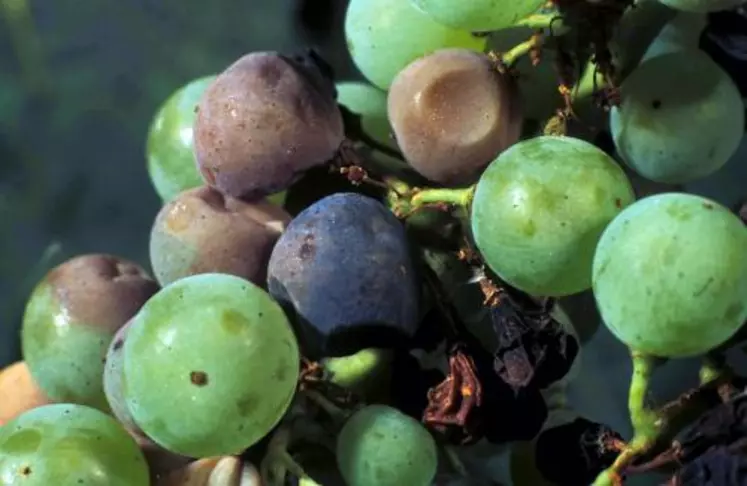 SYMPTÔMES DE BLACK ROT