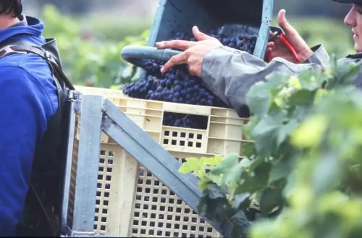 les résultats obtenus concernant l’avancement des dates de vendanges dans cette étude correspondent à une élévation moyenne minimale de la température d’1°. Ce qui est en concordance avec les données recueillies par Météo France qui situe le réchauffement entre 0,7° et 1,1°.