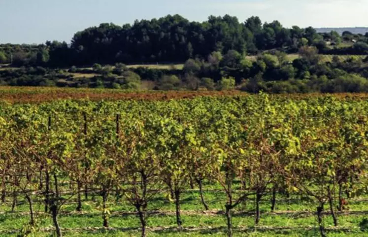L’objectif des IGP de zone du Languedoc 
est de faire découvrirses cépages autochtones.