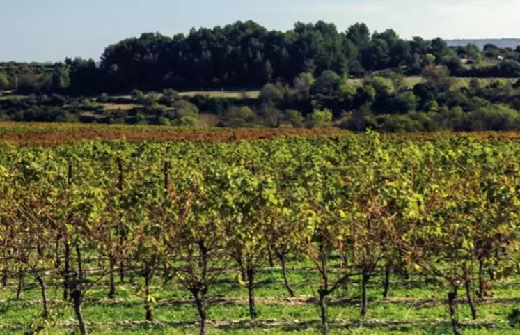 L’objectif des IGP de zone du Languedoc
est de faire découvrirses cépages autochtones.