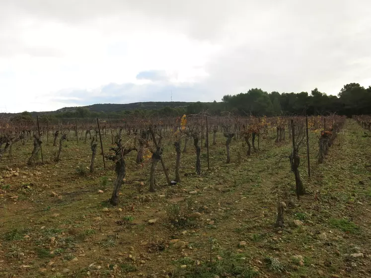 vignes en Languedoc