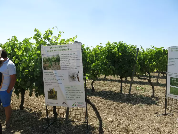 réseau myvigne en charente