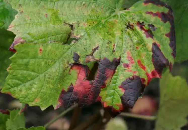Grillure des feuilles provoquée par la flavescence dorée. Un nouveau produit pour la viticulture bio est en passe d’être homologué.