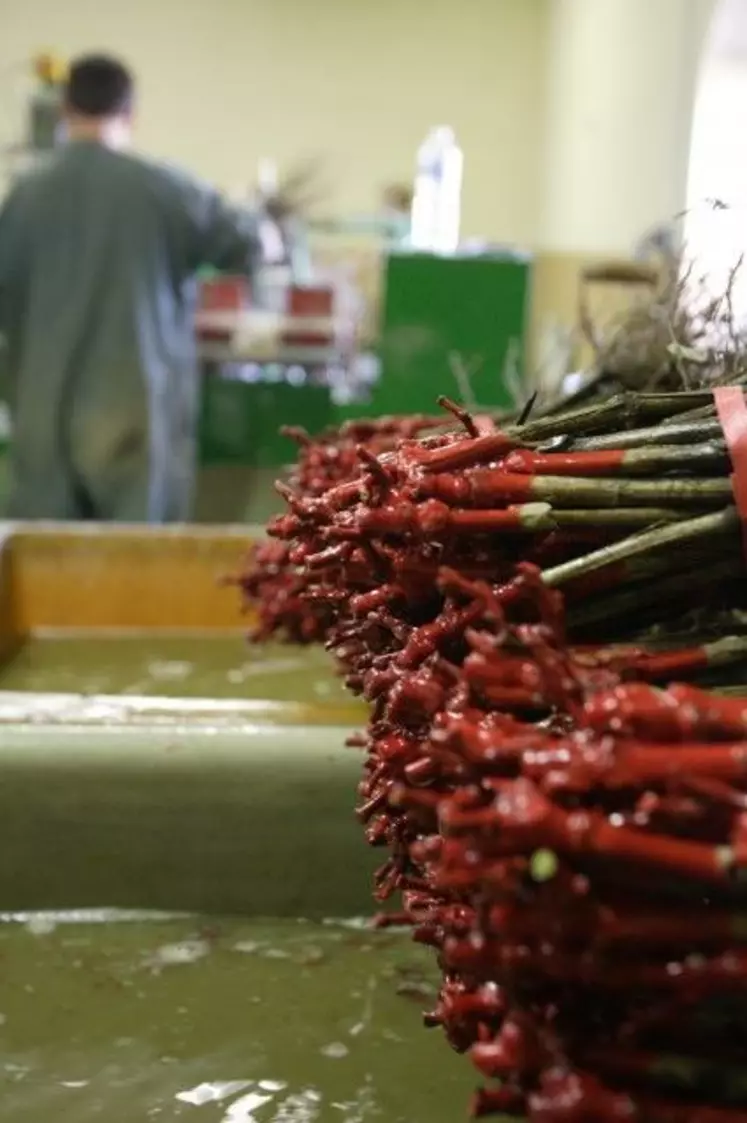 La notion de risque lié à l’intensité de la présence de la flavescence dans les 500 mètres autour de la parcelle de vigne mère est cruciale, notamment pour les pépiniéristes.