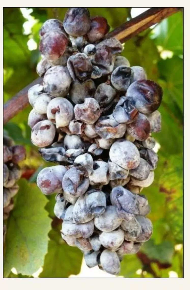 Les attaques d’oïdium ont eu lieu majoritairement sur grappes pour 87% des répondants et plus de 1 viticulteur sur 3 (37 %) a eu une intensité d’attaque supérieure à 15 %