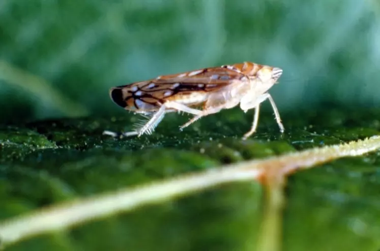 L’Agroscope de Changins a mis au point un programme de lutte biologique de la flavescence dorée à base de Parexan N, un mélange de pyrèthre et d’huile de sésame.