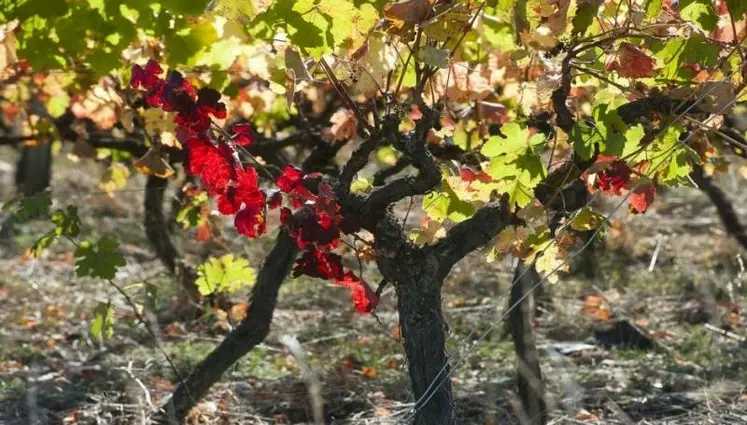 Vignoble de Fronton.