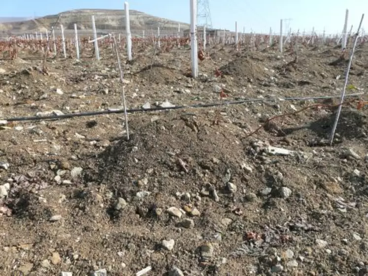 : Les cépages occidentaux plantés dans la région de la Cappadoce en Turquie doivent être enterrés ou butés pour éviter de geler durant l’hiver.