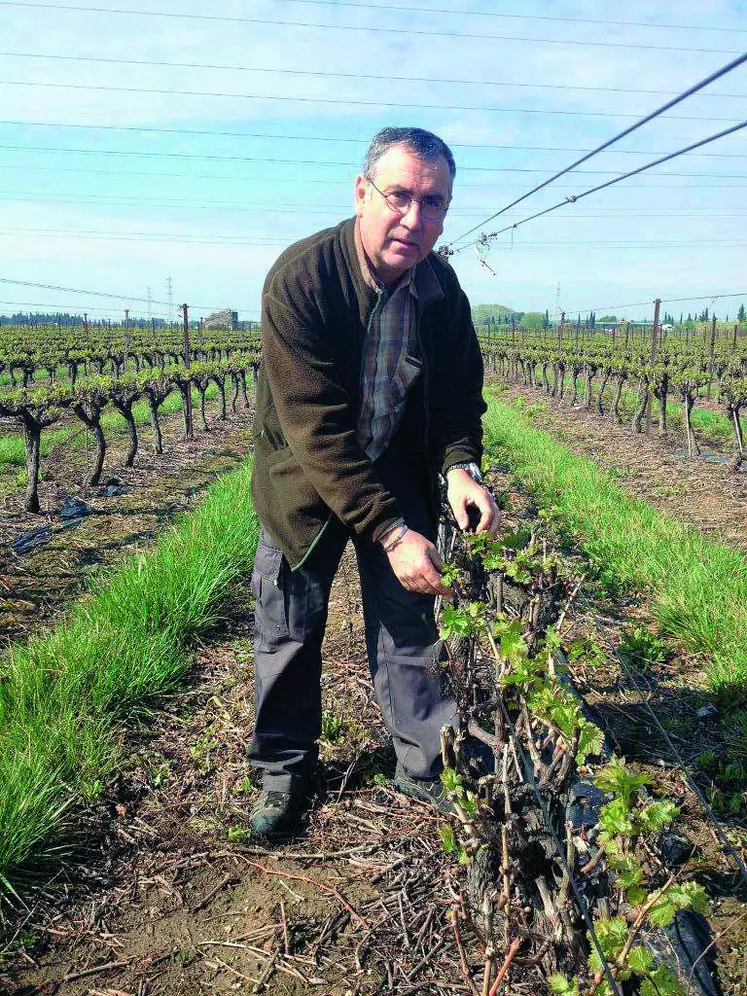 Bernard Angelras vient de prendre la présidence du pôle de recherche appliquée de l’IFV Rhône Méditerranée