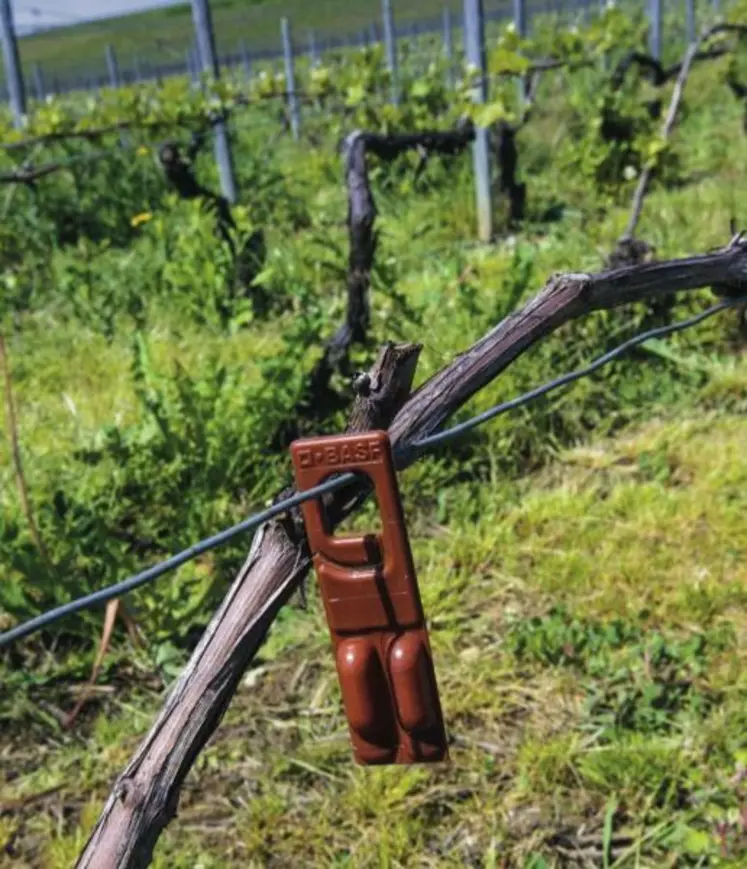 Une fois les diffuseurs positionnés dans la vigne, les vignerons ne doivent pas se dédouaner des mesures de suivi qui permettent d’évaluer la pression des populations et déclencher, si nécessaire un traitement insecticide complémentaire.