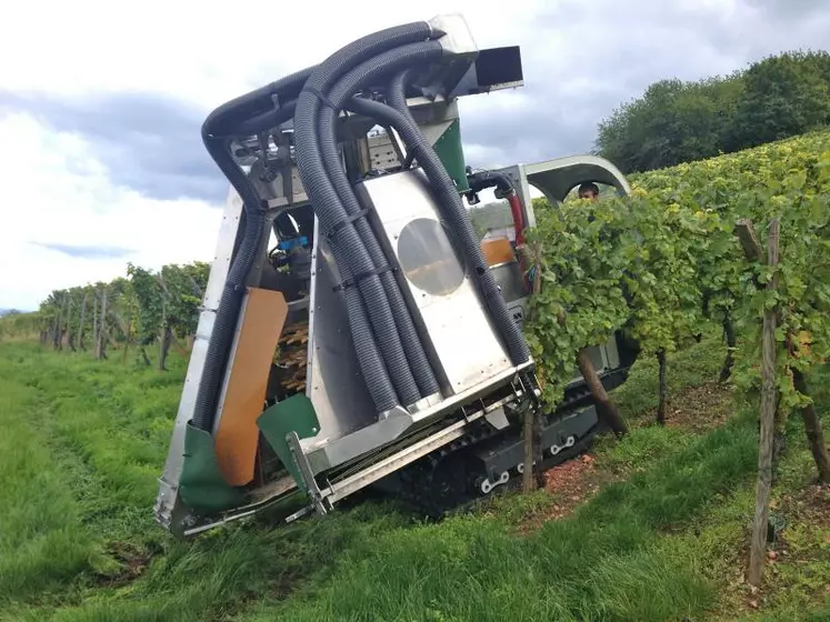 Le prototype de machine à vendanger développée par l'Allemand Hoffmann dispose d'une tête de récolte déportée qui peut travailler le rang juste au-dessus du talus dans les vignes en terrasse.