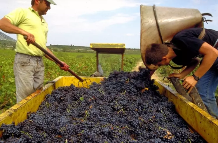 Avec la nouvelle segmentation des vins que met en place l'OCM, dès les prochaines vendanges 2009, la catégorie des vins sans indication géographique (les ex-vins de table notamment et peut-être certains vins de pays voire des AOC génériques) ne connaîtra plus aucune limite en matière de rendement.