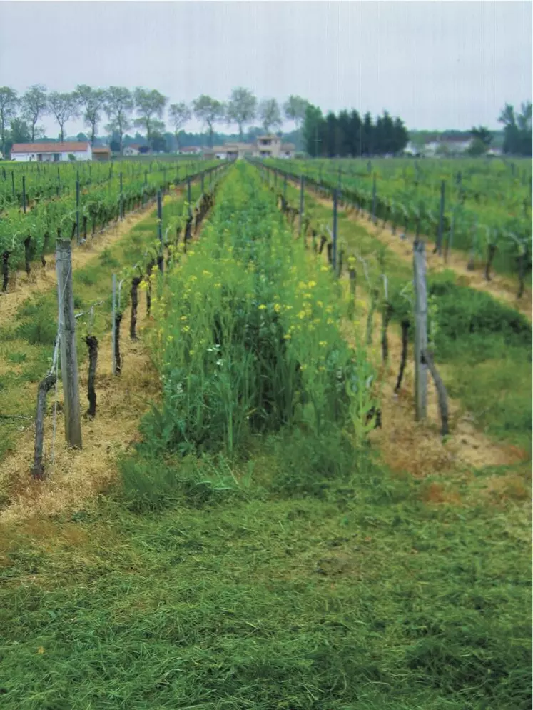 L’effet de l’engrais vert sur le rendement dépend du type de plante utilisée et de son pilotage.