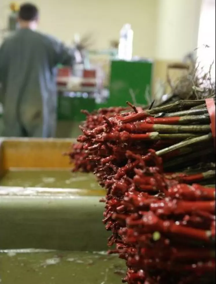 La grêle, cette année,  a affecté les capacités de production de la pépinière française. Les pépiniéristes seront-ils à même de répondre à la demande ?