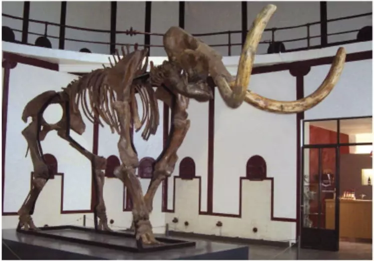 Le squelette de mammouth acheté par la Cave des Vignerons de Montfrin a fait explosé le nombre de visiteurs à la cave.