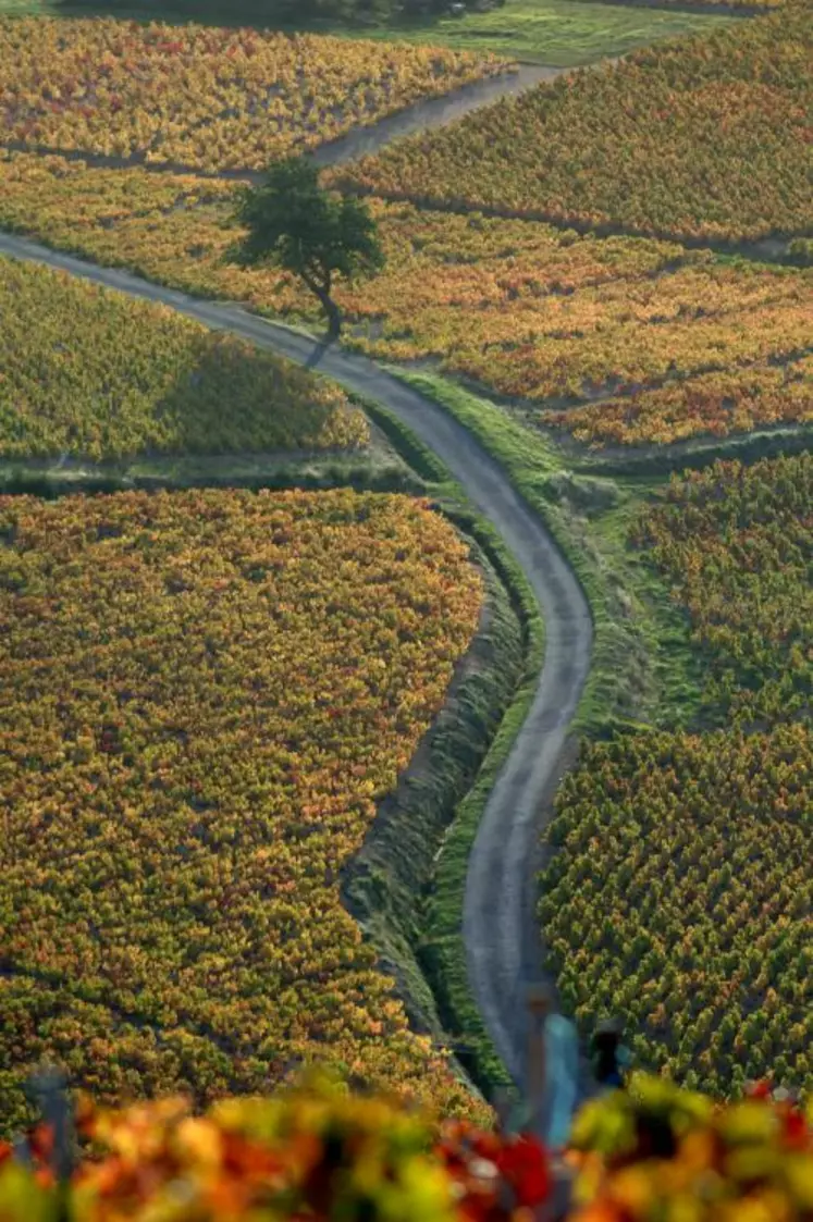 Le terroir sera la clé de la classification des vins du beaujolais. Une meilleure connaissance de ce terroir devrait permettre de mieux le valoriser et de faire oublier l’image négative du Beaujolais nouveau