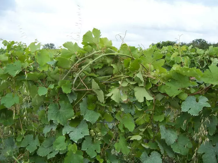 Le tressage de la vigne consiste séparer deux groupes de cinq brins dans chaque main et à faire un nœud simple, pas serré. Puis on prend les brins d’une extrémité d’une main et de l’autre cinq nouveaux brins et on recommence.