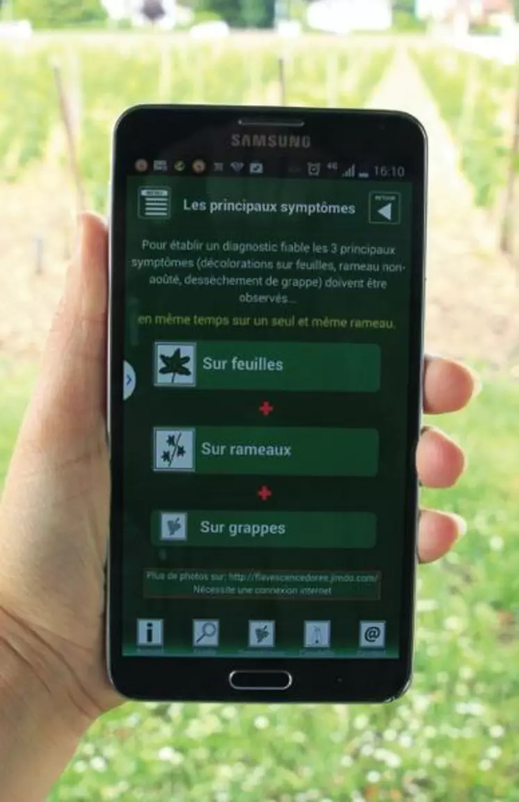 L'application du GDON 
du Sauternais et des Graves aide le viticulteur 
à déterminer si son cep est atteint par la flavescence.